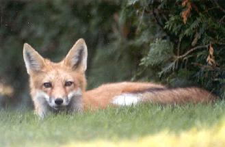 Red Fox